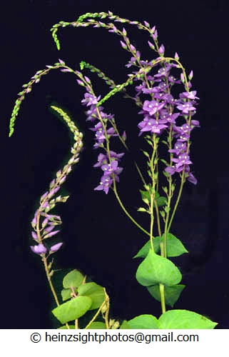 DERWENT SPEEDWELL - Derwentia perfoliata