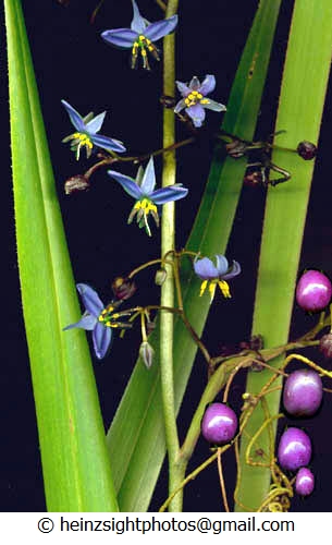 BLUE FLAX LILY - Dianella tasmanica