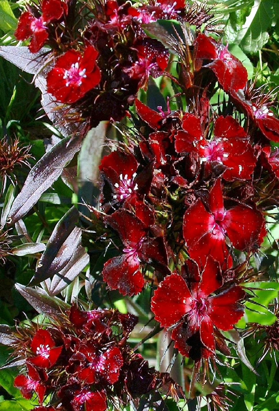 BLACK SWEET WILLIAM - Dianthus barbatus ‘Sooty’