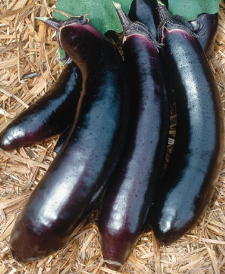 Eggplant ‘Orient Express’ F1  - Solanum melongena 