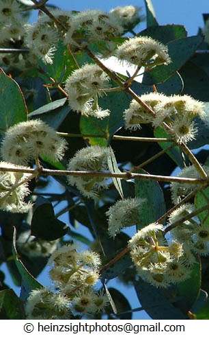 RISDON PEPPERMINT - Eucalyptus risdonii