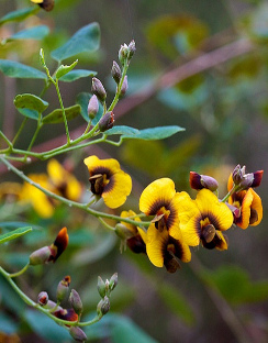 Golden Tip / Clover Bush - Goodia lotifolia