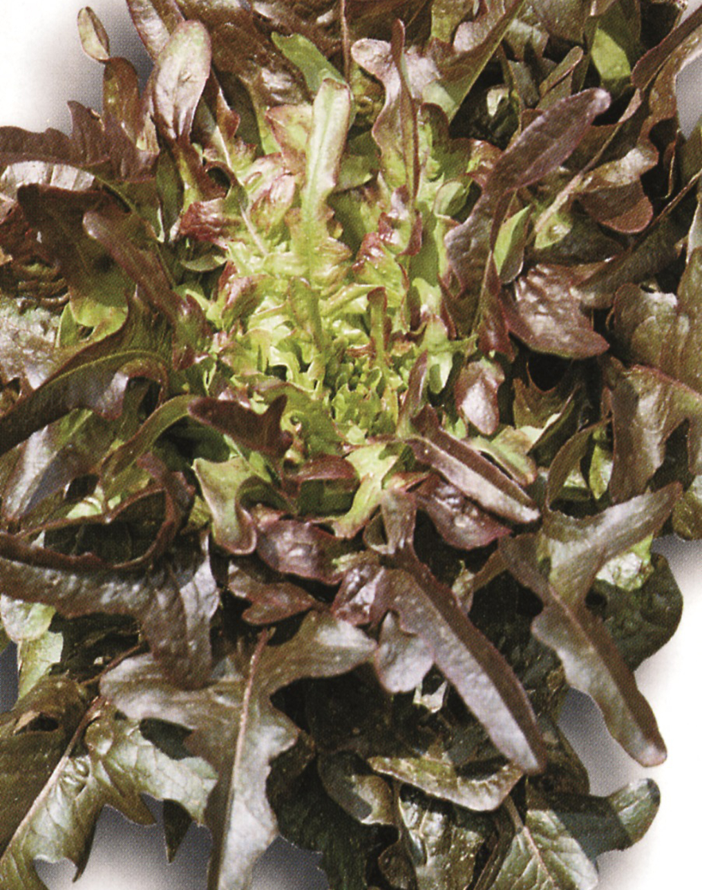 Lettuce 'Cocarde' - Lactuca sativa