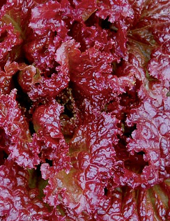 Lettuce 'Velvet Red' - Lactuca sativa