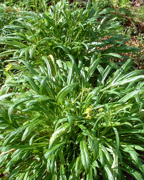 Mibuna - Brassica rapa (Japonica group)