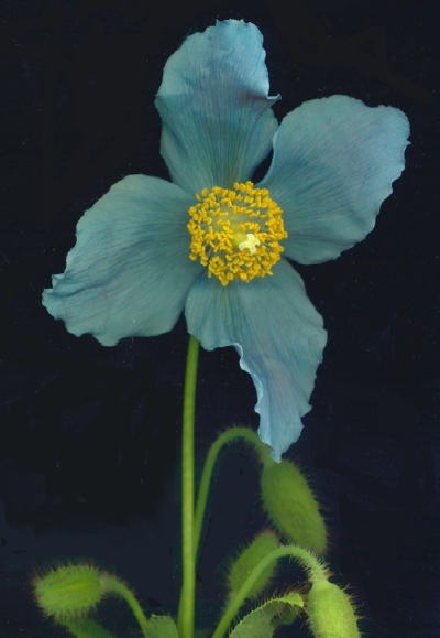 Tibetan Blue Poppy - Meconopsis betonicifolia