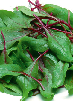 Spinach ‘Reddy’ F1 - Spinacea oleracea