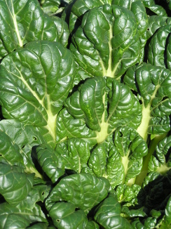 TATSOI - Brassica rapa (Narinosa group)