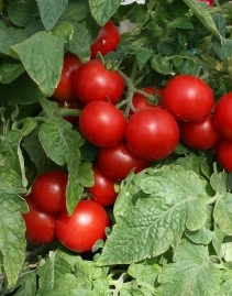 Tomato 'Totem' - Lycopersicon esculentum
