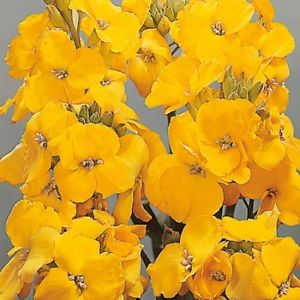 WALLFLOWER ‘Cloth of Gold’ - Cheiranthus cheirii