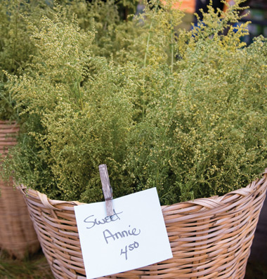 Sweet Annie (Artemisia annua) - 50 Seeds