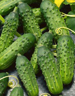 Cucumber ‘Calypso’ - Cucumis sativas