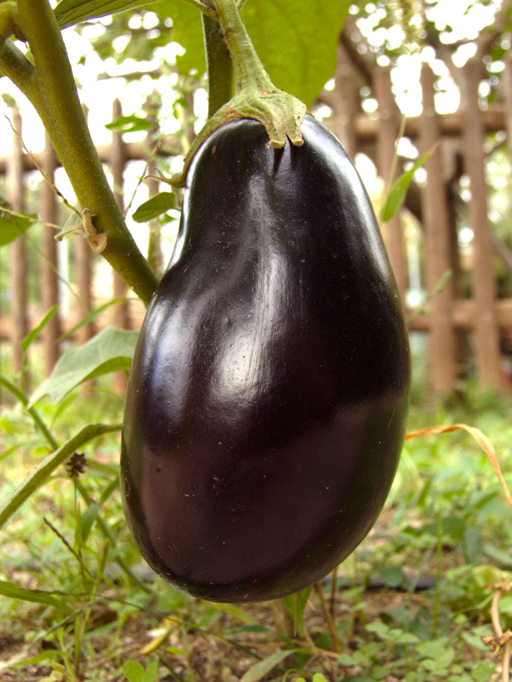 Eggplant ‘Black Italia’ F1  - Solanum melongena 