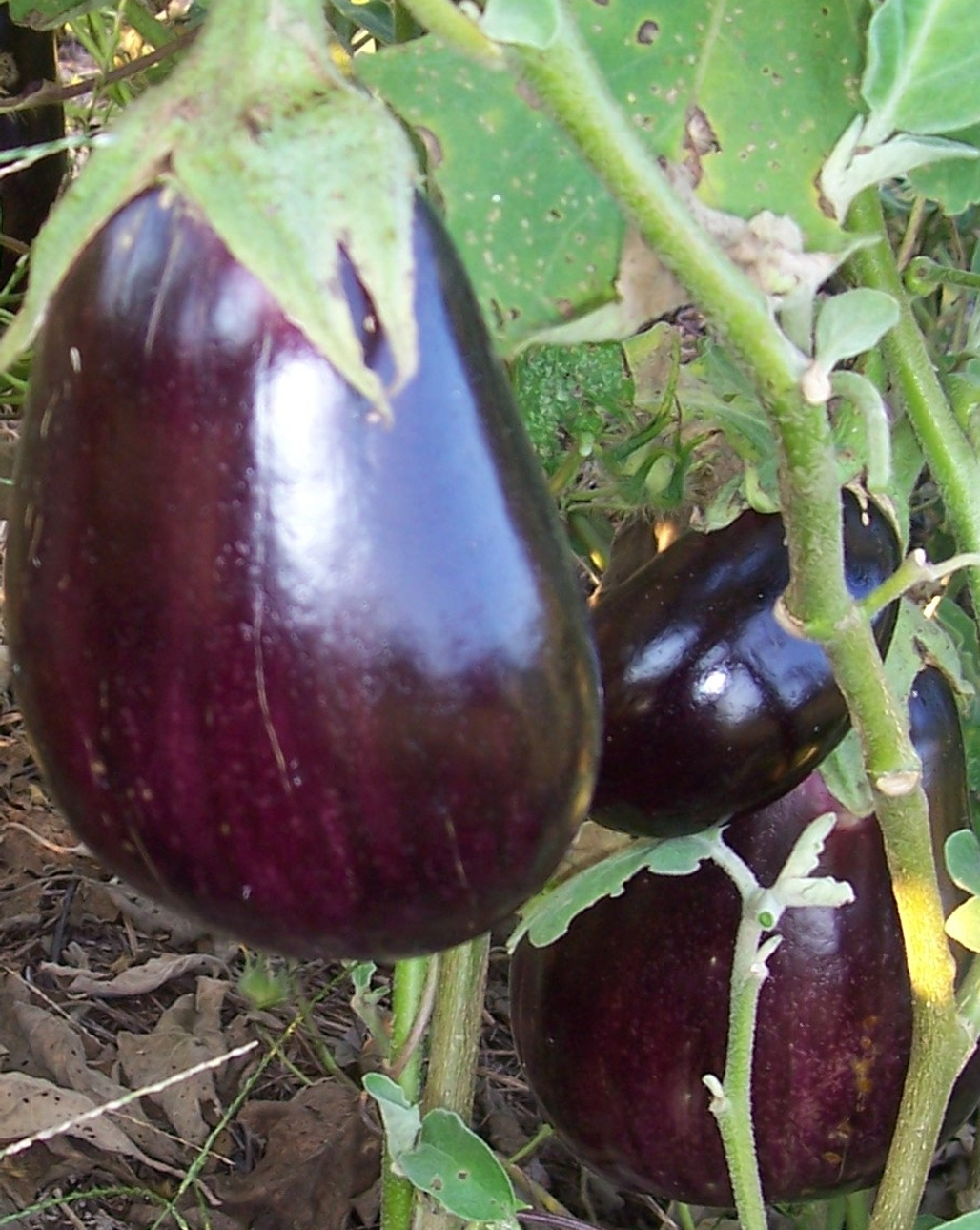 EGGPLANT ‘Black Beauty’ - Solanum melongena