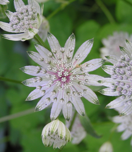 Astrantia major