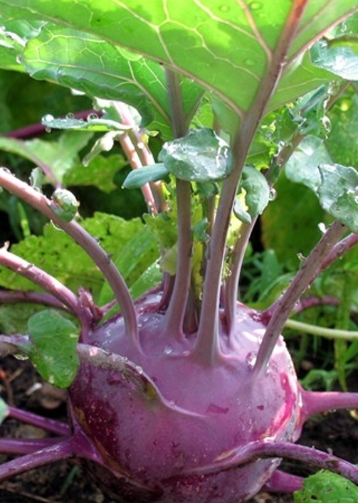 KOHL RABI ‘Delicacy’ - Brassica oleracea (gongylodes)