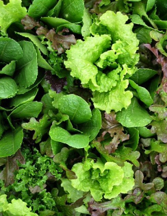 Lettuce 'Mesclun Mix' - Lactuca sativa, Eruca sativa, Brassica rapa, Cichorium intybus