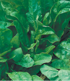 Spinach ‘Perpetual’ - Beta vulgaris