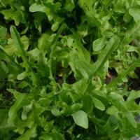 Lettuce 'Oak Leaf Green' - Lactuca sativa