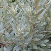 saltbush pic