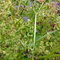 ANISE - Pimpinella anisum