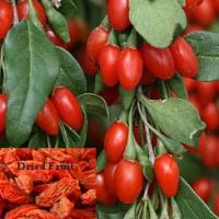 Goji Berry - Lycium barbarum