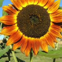 Sunflower 'Bronze Dawn' - Helianthus annus 'Bronze Dawn'