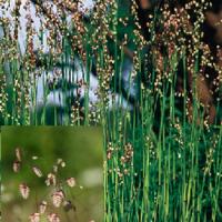 Quaking Grass - Briza media