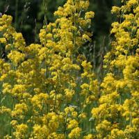 Lady's Bedstraw - Galium verum