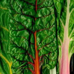 SILVERBEET 'Rainbow Chard' - Beta vulgaris 'Rainbow Chard'