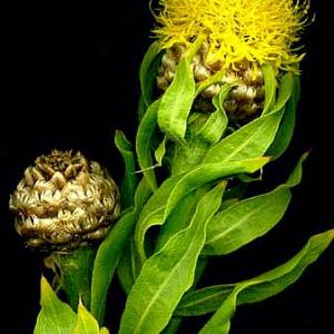 GLOBE CORNFLOWER - Centaurea macrocephala