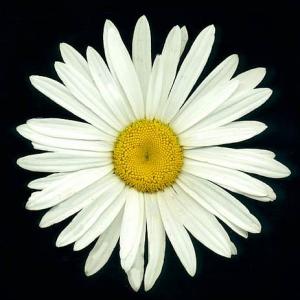 SHASTA DAISY - Chrysanthemum maximum 'Alaska'