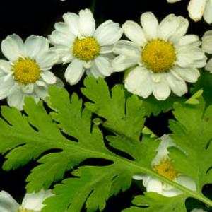 FEVERFEW - Chrysanthemum parthenium