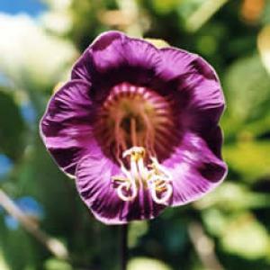 Cup and Saucer Vine - Cobaea scandens