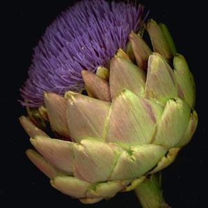 Globe Artichoke 'Green' - Cynara scolymus 'Green'