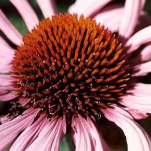 PINK CONE FLOWER - Echinacea pallida