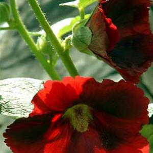 HOLLYHOCK - Single Mix - Alcea rosea 'Mixture'