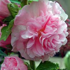 DOUBLE  HOLLYHOCK - Alcea rosea plena 'Chaters Mix'