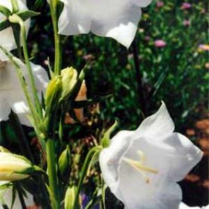 WHITE PEACH LEAFED BELLFLOWER - Campanula persicifolia 'White'
