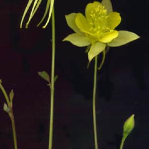 GOLDEN COLUMBINE - Aquilegia chrysantha 'Yellow Queen'