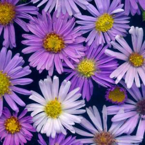 MICHAELMAS DAISY - Aster novi-belgii