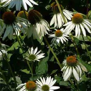 WHITE CONE FLOWER - Echinacea purpurea 'Alba'