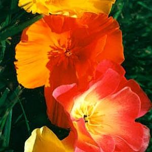 CALIFORNIAN POPPY - Eschscholtzia californica