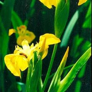 YELLOW FLAG IRIS - Iris pseudacorus