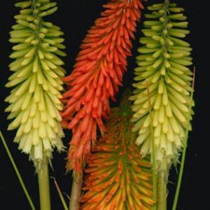 RED HOT POKER - Kniphofia uvaria 'Grandiflora Mix'