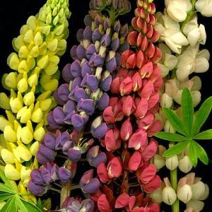 RUSSELL LUPINS - Lupinus 'Carnival Mixture'