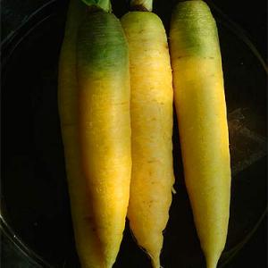 CARROT 'Yellow Lobbericher' - Daucus carota ssp.sativus