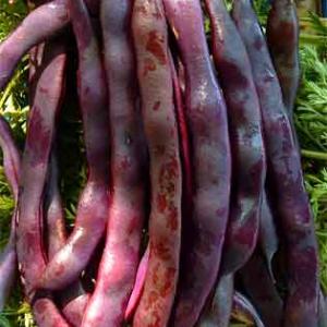 BEAN - CLIMBING  'Purple King' - Phaseolus vulgaris