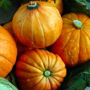 PUMPKIN 'Golden Nugget' - Cucurbita maxima