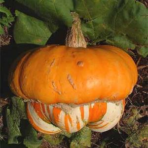 PUMPKIN 'Turk's Turban' - Cucurbita pepo